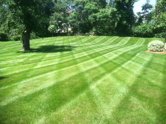 Commercial lawn mowing & trimming